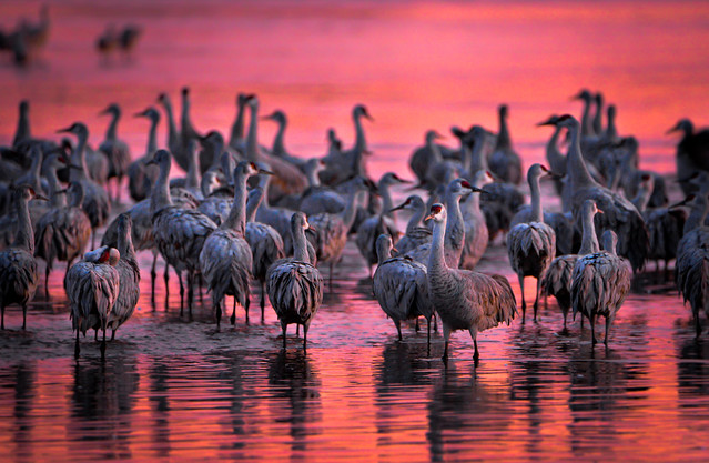 Platte River Cranes