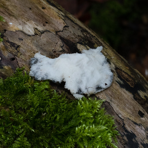 Slime mould on a fallen tree