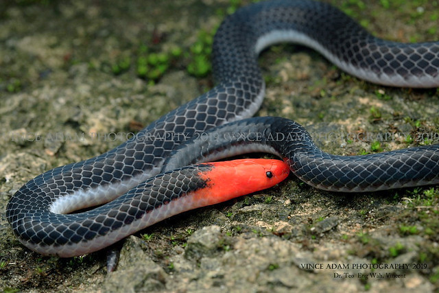 IMG_7092-1(W) Red Headed Reed Snake (Calamaria schlegeli)
