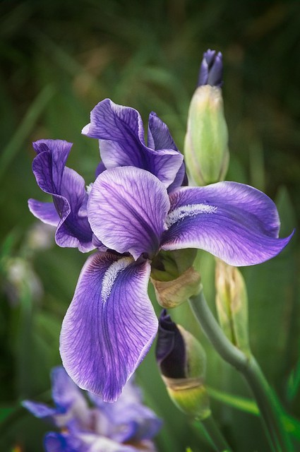 Purple iris