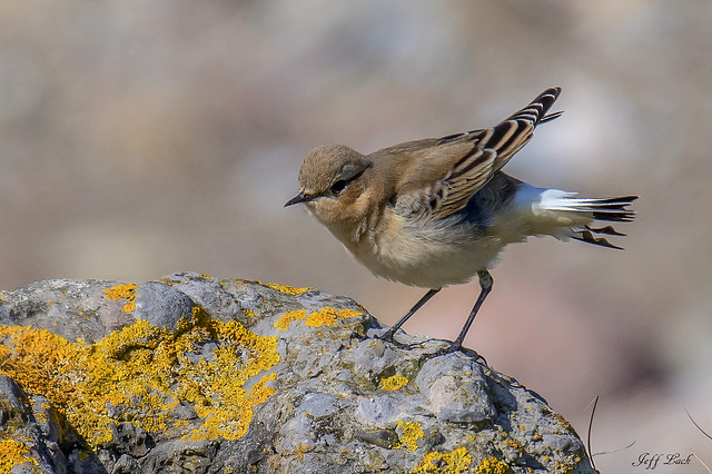 DSC6669  Wheatear...