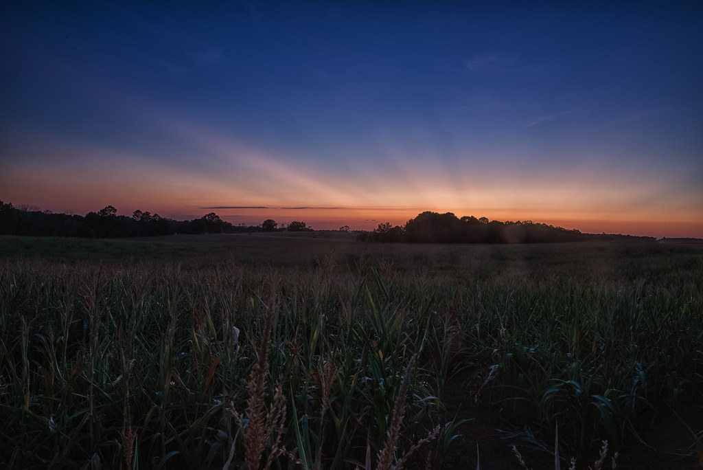 Field After Sunset
