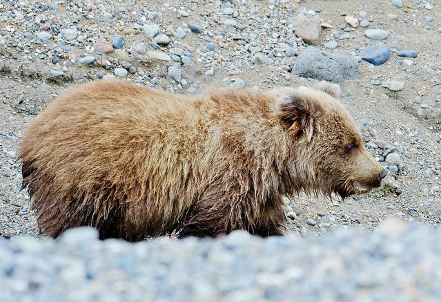 Coastal Brown Bear Cub In Stream Looking For Salmon (Ursus arctos)