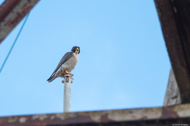 Peregrine Falcon : Falco peregrinus