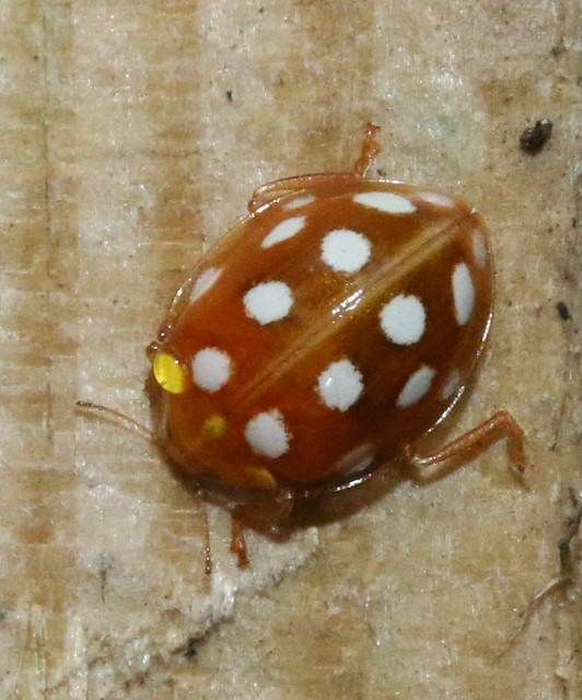 Orange Ladybird Halyzia 16-guttata coccinellidae