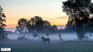 Horse at sunrise in the mist