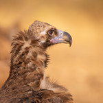 Monniksgier - Cinereous vulture