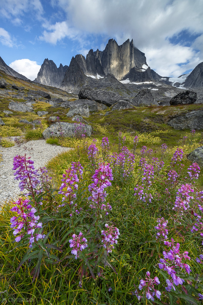 Colorful flowers in front of Nalumasortoq - Tasermiut