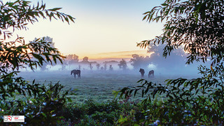 3 horses in the mist