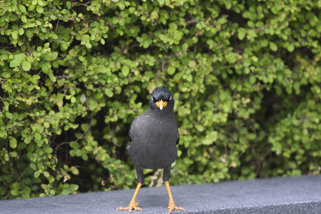 Pirate bird part 1, an eye and a toe but with attitude - Javan mynah