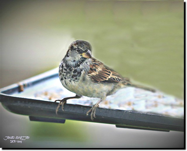 Male- House Sparrow