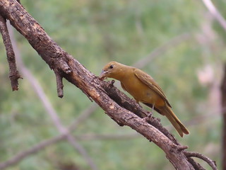 Summer Tanager, Paton's, Patagonia, AZ 6/29/2019 | by Marg Higbee