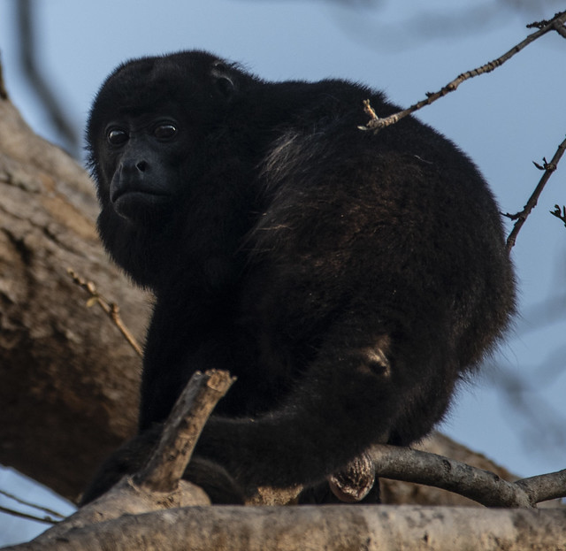 Howler Monkey in Tree - Playa Grande, Costa Rica
