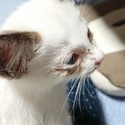 Rescueed kittein