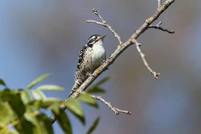 Nuttall's Woodpecker (X99_4438-1)