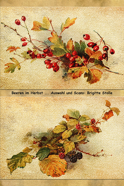 Beeren im Herbst ... Auswahl und Scans: Brigitte Stolle 2019
