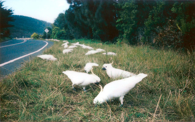 Kennett River Cockatoos