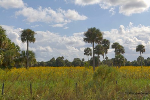 canon kathrynlouise florida fields palmtrees sunflowers swampsunflowers helianthusangustifolius geneva landscape nature robertchunter