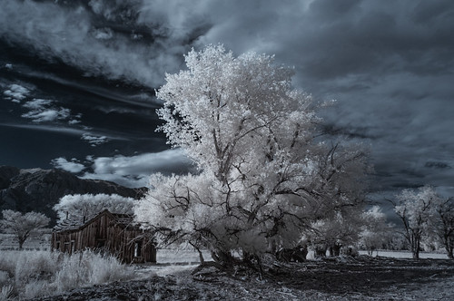 infrared infraredphotography ir convertedinfraredcamera easternsierras cabin bishop landscape surreal trees clouds