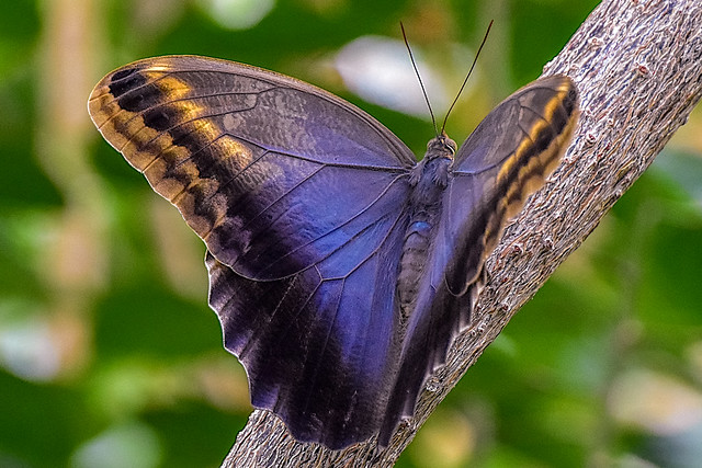 Butterfly House 9/2019(20)