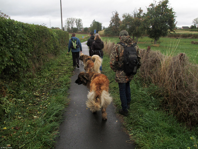Dog Walk to Celebrate the Birthday of Jindi and her human (Pascale)