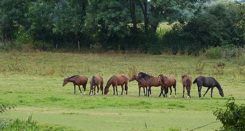 1490440 panasonicdmcfz150 reuver swlamen limburg nederland netherlands holland paard paarden horse horses landschap landscape landschaft paysage