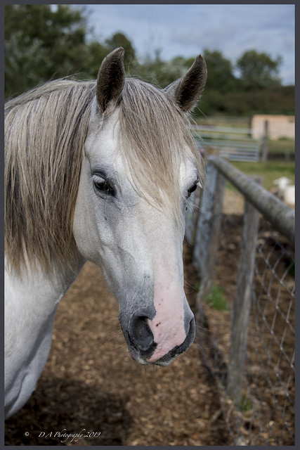 Horse portrait DSC_3893