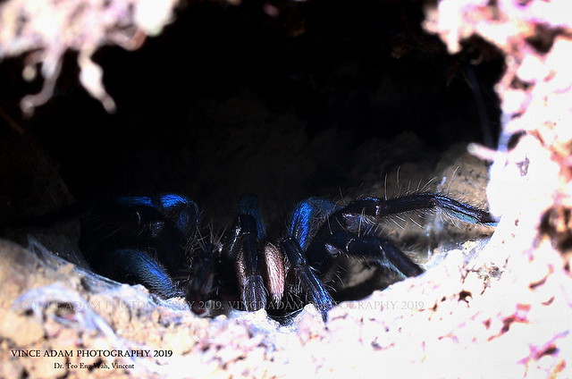 IMG_7156-1CC(W) Lifer-Female Blue Tarantula (Birupes simoroxigorum)- in-situ