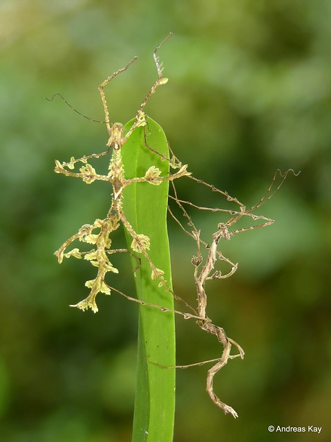 Moss Mimic Stick Insect, Trychopeplus thaumasius?