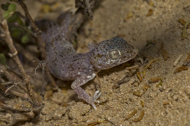 PVA_9112W Stenodactylus leptocosymbotus - Eastern sand gecko U.A.E.