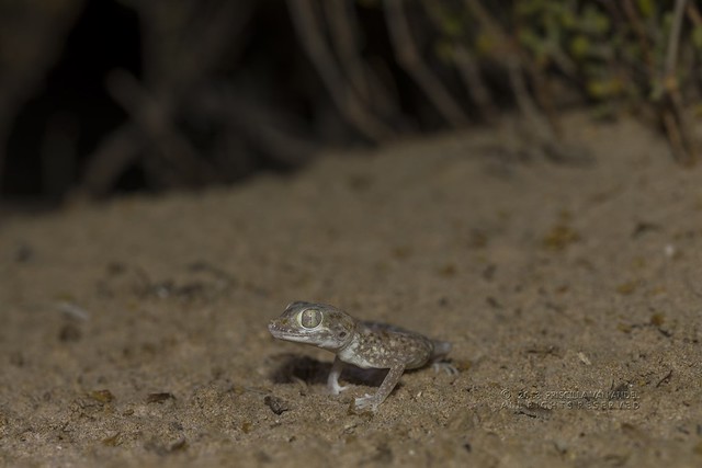 PVA_9089 Stenodactylus leptocosymbotus - Eastern sand gecko U.A.E.