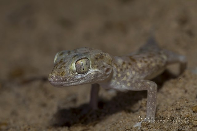 PVA_9074 Stenodactylus leptocosymbotus - Eastern sand gecko U.A.E.