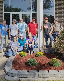 Ag students plant mums on campus