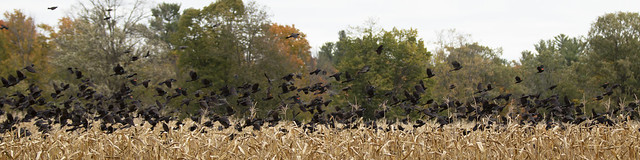 RUSH HOUR IN THE CORN FIELD