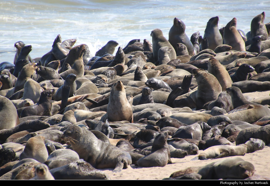 Cape fur seals, Cape Cross, Namibia