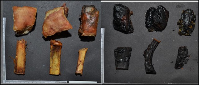 Dark brown fragments of dehydrated animal bone on the left and blackened fragments of animal bone which have been burned at greater intensity on the right