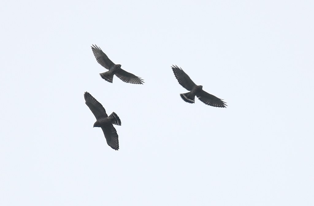 Broad-winged Hawk kettle photos