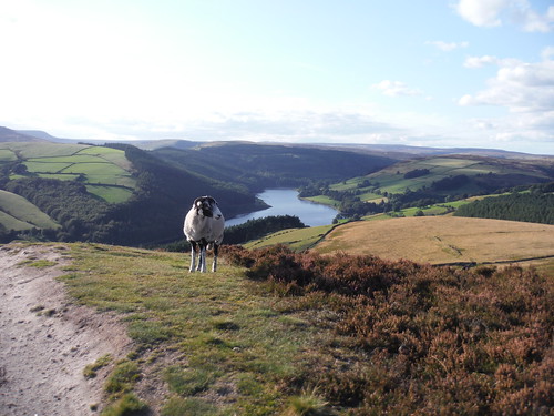 Evening View (with sheep) up Ladybower Reservoir, from Six-Way Junction SWC Walk 348 - Ladybower Inn Circular (via Derwent Edges and Strines)