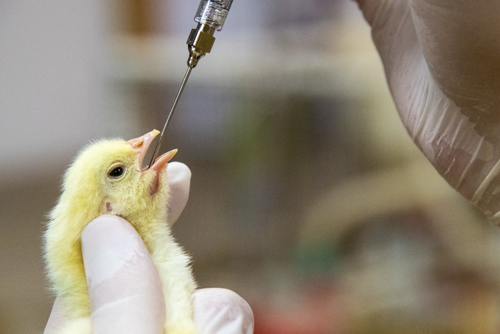 Oral poultry vaccine A young broiler chicken is administered an oral vaccine. A gloved hand holds the chicke.