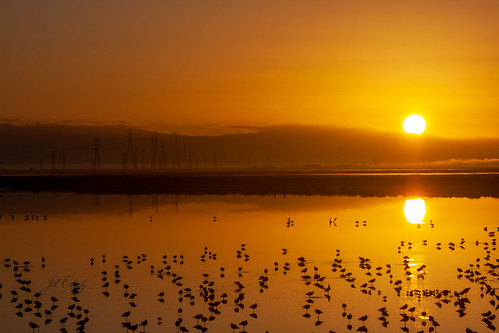 20100130img0265 redwood city marshland dawn sunrise salt evaporation ponds birds reflections gold golden yellow
