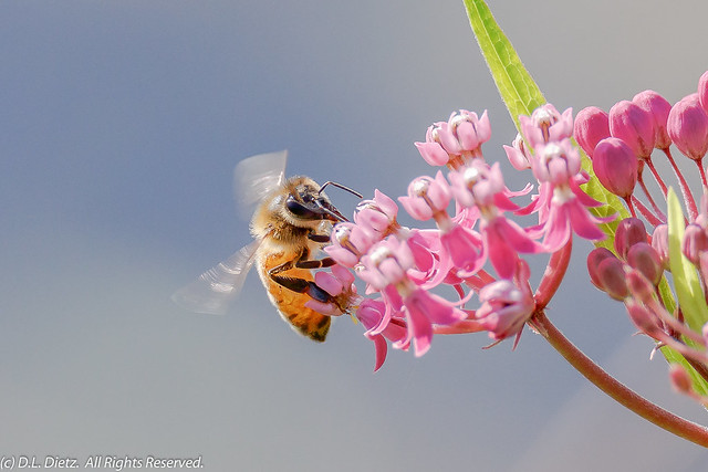 Honey Bee on Flower #2 - 2019-08-04.