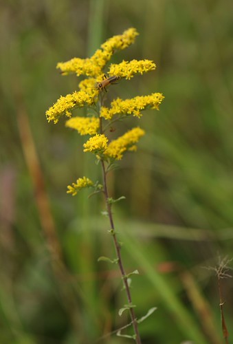 Gray Goldenrod | by Ezra Peregrine