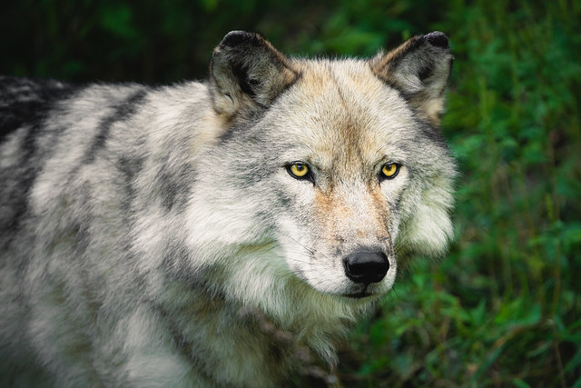 Gray Wolf | Québec
