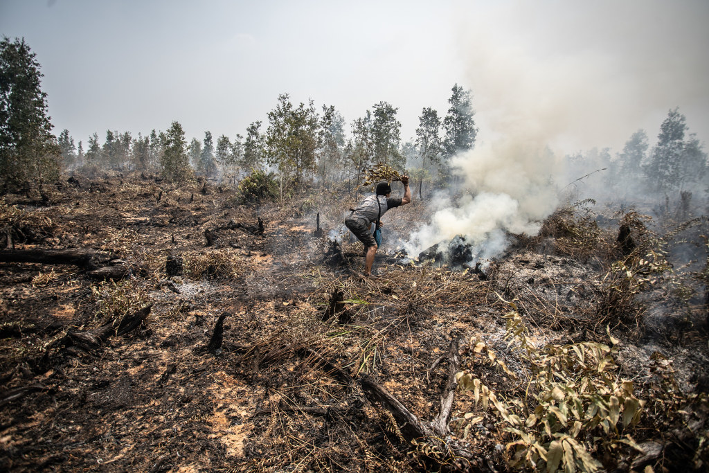 達雅原住民試圖用燒過的乾樹枝撲滅泥炭地的火勢。此地點位於加里曼丹省中部的Kapuas Mantangai，為PT Globalindo Agung Lestari (GAL) 的棕櫚油種植園特許經營區。PT GAL是馬來西亞雲頂種植公司的子公司。攝於：2019年9月12日，Jurnasyanto Sukarno / Greenpeace