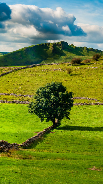 Landscape with tree, Derbyshire