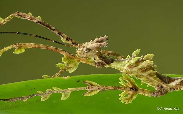 Video: Moss Mimic Stick Insect