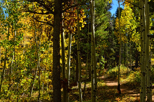 Fall Yellow | by berrywine