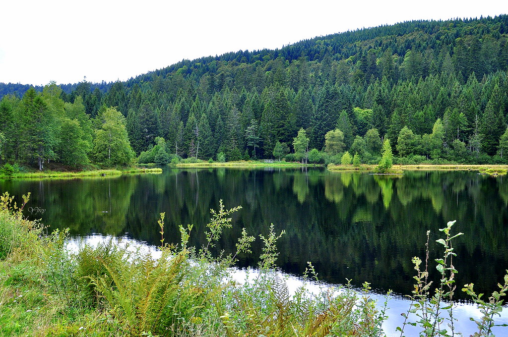 Symphonie en vert au lac de Lispach - Vosges