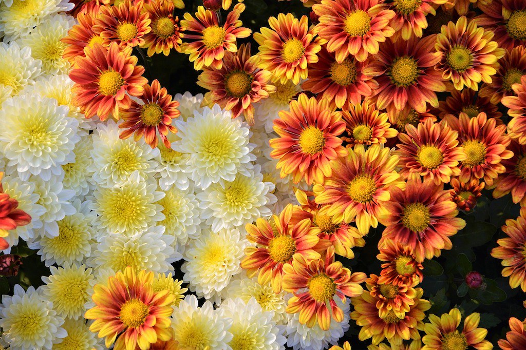 Fall chrysanthemums