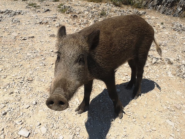 Wild boar. Gorges does Nesque, France